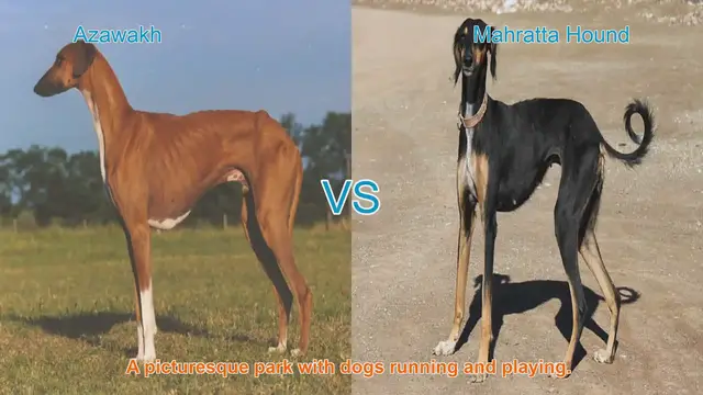 Video thumbnail for Long-Legged Dog Breeds: Azawakh vs. Mahratta Hound