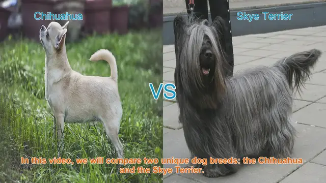 Video thumbnail for Chihuahua vs. Skye Terrier: A Breed Comparison
