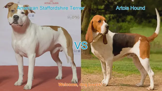 Video thumbnail for American Staffordshire Terrier vs. Artois Hound: A Comparison