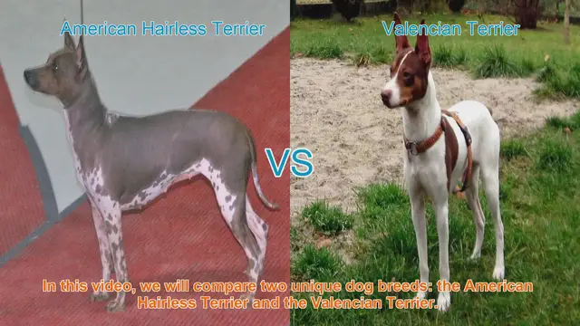 Video thumbnail for American Hairless Terrier VS Valencian Terrier