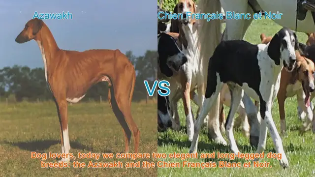 Video thumbnail for Azawakh vs. Chien Français Blanc et Noir: A Comparison of Elegant Dog Breeds