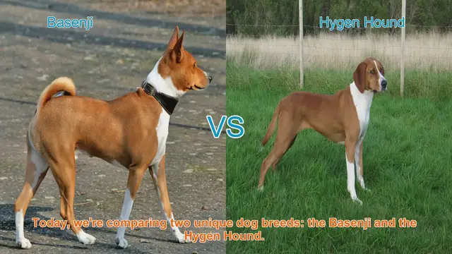 Video thumbnail for Basenji vs. Hygen Hound: A Comparison of Unique Dog Breeds