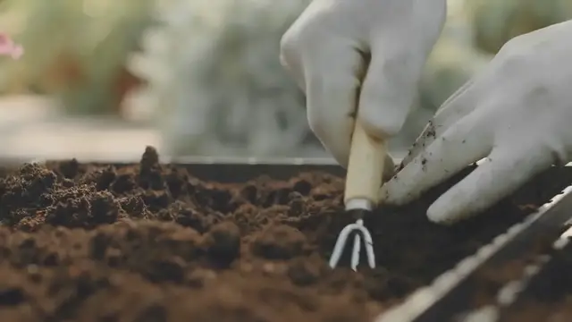 Video thumbnail for How to Grow Lantana in Your Garden