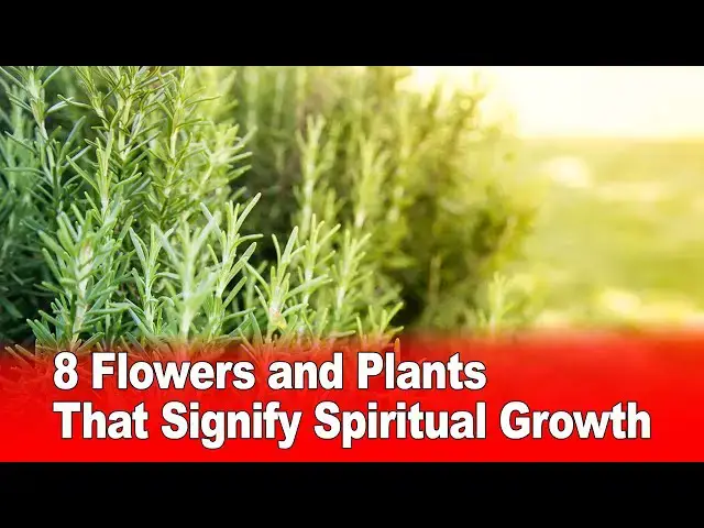 'Video thumbnail for 8 Flowers and Plants That Signify Spiritual Growth'