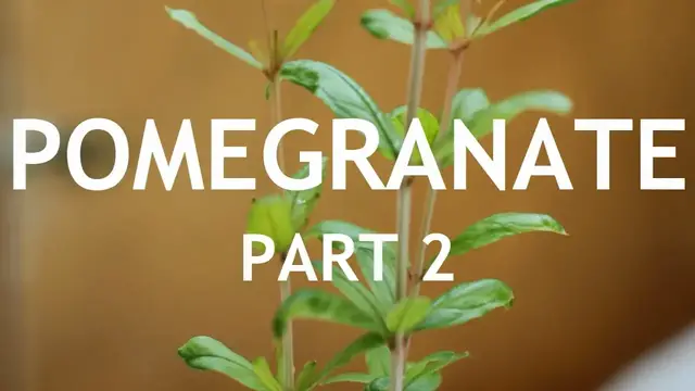 Video thumbnail for Pomegranate Bonsai, from seed, in a Blue pot. 2