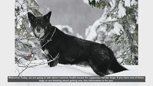 Video thumbnail for Common Health Issues in Lapponian Herder Dogs