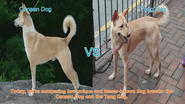 Video thumbnail for Canaan Dog vs. Tang Dog: A Comparative Guide