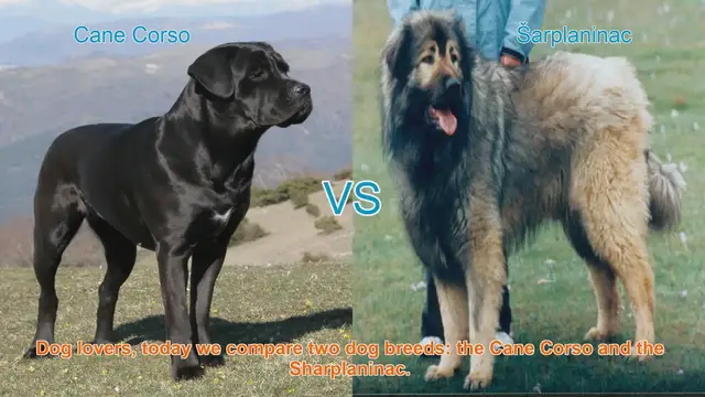 Video thumbnail for Cane Corso vs. Sharplaninac: A Comprehensive Breed Comparison