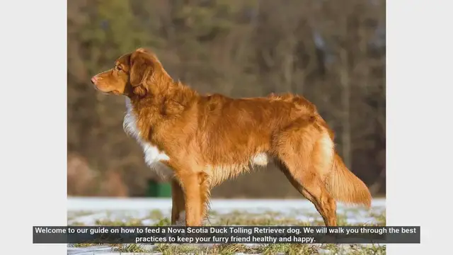 Video thumbnail for How to Feed Your Nova Scotia Duck Tolling Retriever: A Complete Guide