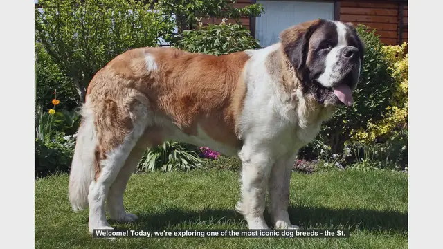 Video thumbnail for Top 10 Fascinating Facts About St. Bernard Dogs