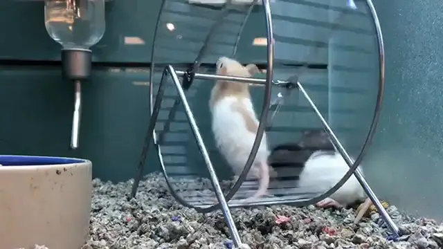 Video thumbnail for 6 Income Generating Assets To Quit Your Job (Escape The Rat Race)
