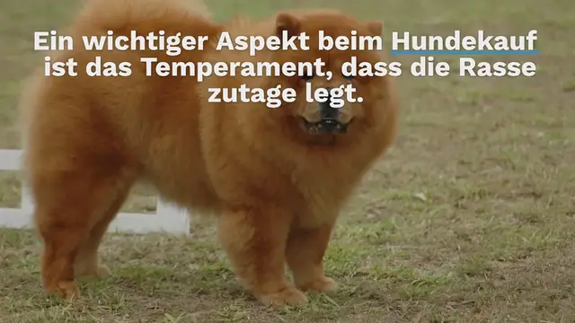 Video thumbnail for 12 Unglaublich Gemütliche Hunderassen (Mit Bildern & Infos)