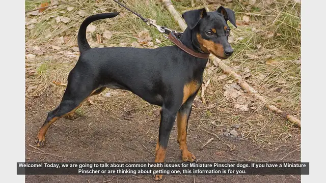 Video thumbnail for Common Health Issues in Miniature Pinscher Dogs