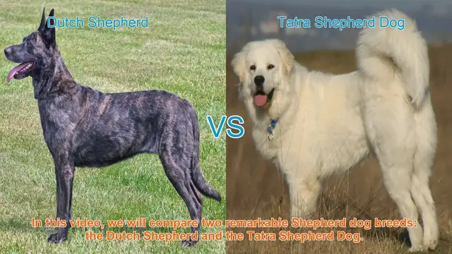 Video thumbnail for Dutch Shepherd vs. Tatra Shepherd Dog: A Comprehensive Comparison