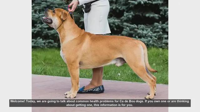 Video thumbnail for Common Health Problems in Ca de Bou Dogs: What You Need to Know