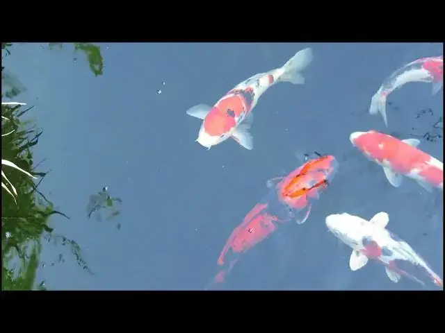 Video thumbnail for Natural Growth Stimulants for Koi Fish: Boost Size and Health