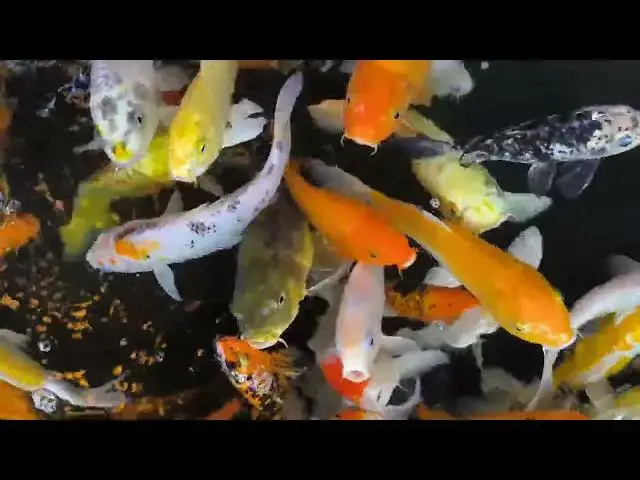 Video thumbnail for Natural Ways to Boost Koi Fish Growth