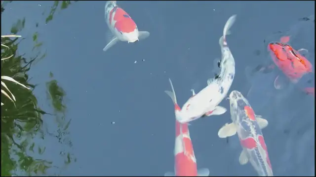 Video thumbnail for Effective Detritus Control in Koi Ponds: Maintaining a Healthy Environment