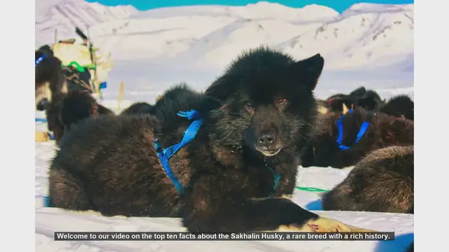 Video thumbnail for Top 10 Fascinating Facts About the Rare Sakhalin Husky