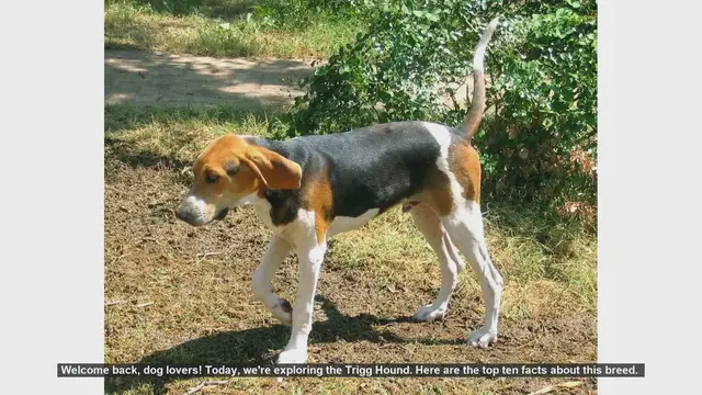 Video thumbnail for Top 10 Facts About the Trigg Hound: The Ultimate Hunting Companion