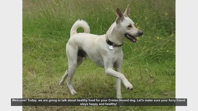 Video thumbnail for Healthy Food Tips for Your Cretan Hound