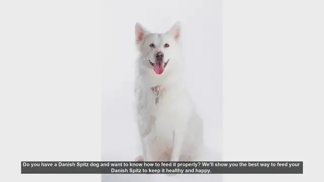 Video thumbnail for How to Properly Feed Your Danish Spitz: Tips for a Healthy and Happy Dog