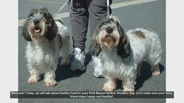 Video thumbnail for Healthy Food Tips for Your Petit Basset Griffon Vendéen