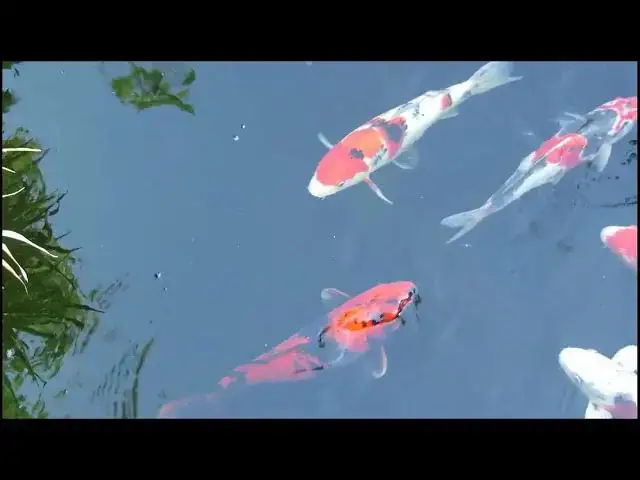 Video thumbnail for How to Store Koi Fish Food Correctly: A Complete Guide