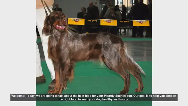 Video thumbnail for Best Food for Your Picardy Spaniel: A Complete Guide