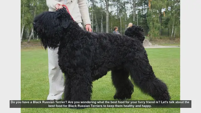 Video thumbnail for Best Food for Black Russian Terriers: Keep Your Dog Healthy and Happy