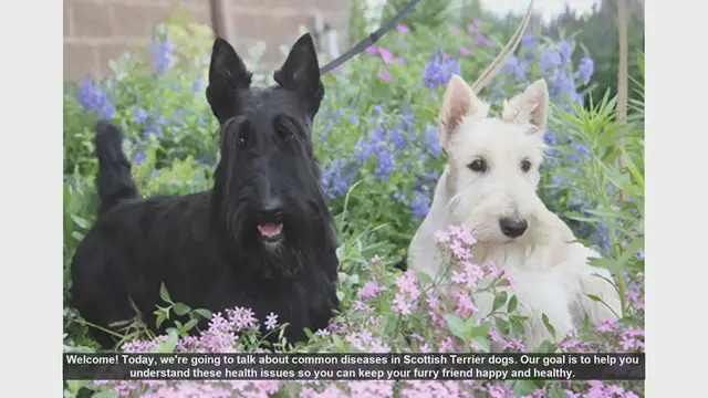 Video thumbnail for Common Health Issues in Scottish Terriers: What You Need to Know