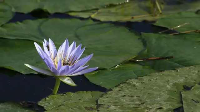 Video thumbnail for Stummelaffen beim Awassa See | Rundreise Äthiopien