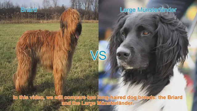 Video thumbnail for Briard vs. Large Münsterländer: A Comparison of Long-Haired Dog Breeds