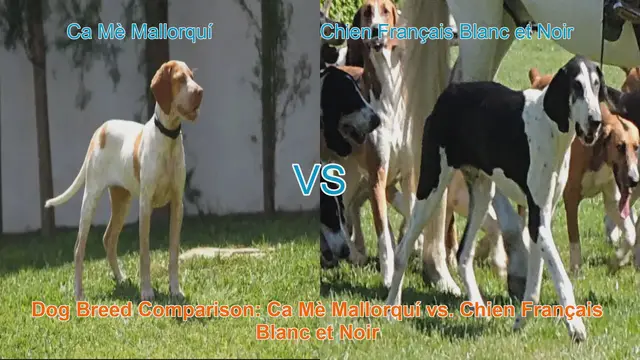 Video thumbnail for Dog Breed Comparison: Ca Mè Mallorquí vs. Chien Français Blanc et Noir