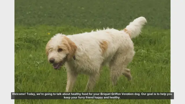 Video thumbnail for Healthy Diet Tips for Your Briquet Griffon Vendéen Dog