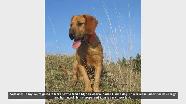 Video thumbnail for How to Properly Feed a Styrian Coarse-haired Hound