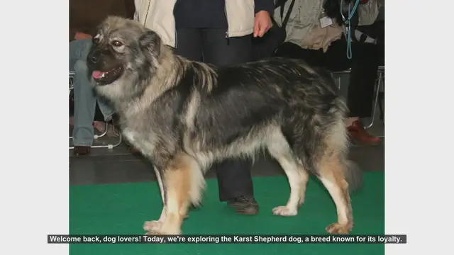 Video thumbnail for Top 10 Facts About the Loyal Karst Shepherd Dog