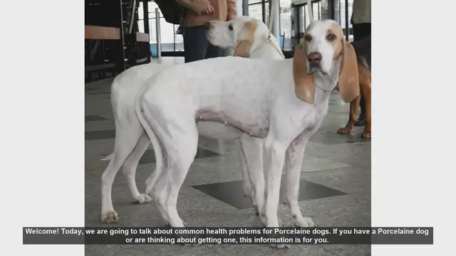Video thumbnail for Common Health Problems in Porcelaine Dogs: What You Need to Know