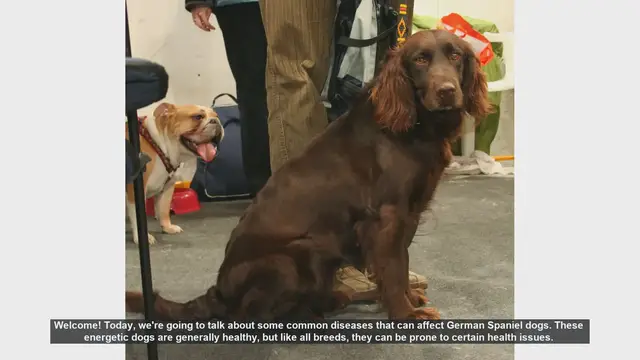 Video thumbnail for Common Health Issues in German Spaniel Dogs: Prevention and Care