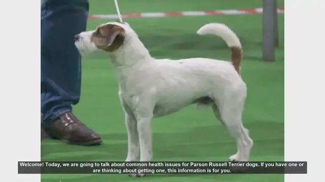 Video thumbnail for Common Health Issues in Parson Russell Terriers: What You Need to Know