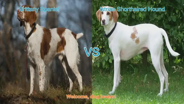 Video thumbnail for Brittany Spaniel vs. Istrian Shorthaired Hound: A Comparison