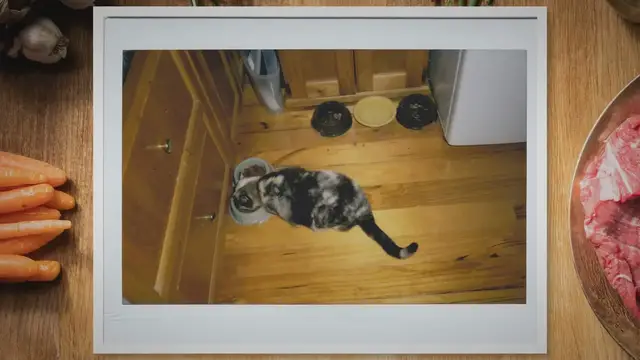 Video thumbnail for Can Cats Have Grilled Chicken?