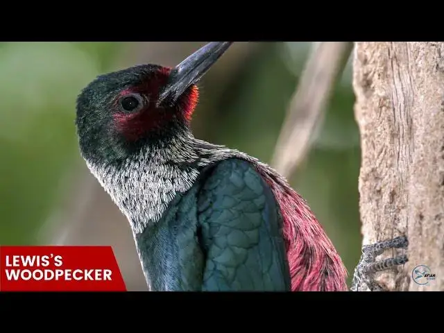Video thumbnail for The Woodpeckers of Nebraska: A Fascinating Guide
