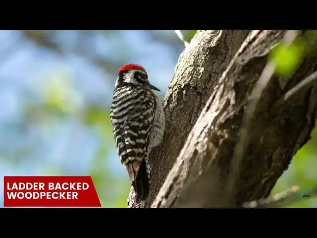 Video thumbnail for Observing and Photographing Woodpeckers in Eastern Oklahoma