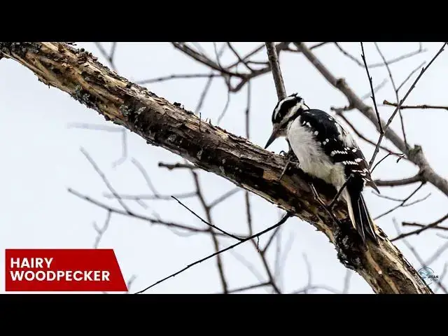 Video thumbnail for The Beauty of West Virginia's Woodpeckers: A Visual and Auditory Experience