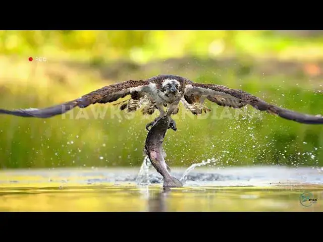 Video thumbnail for Hawks in Indiana: Sky Wardens of the Hoosier State