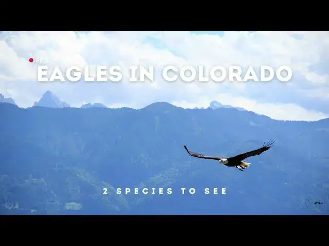 Video thumbnail for Eagles in Colorado: A Closer Look