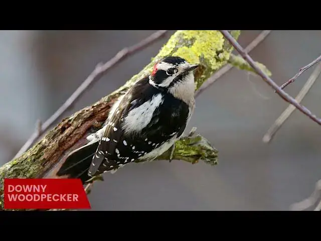 Video thumbnail for Birdwatching in South Dakota: Discovering Woodpeckers in the Wild