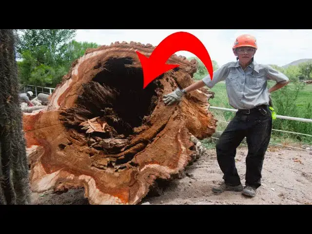 Video thumbnail for Loggers cut down tree that contained surprising find inside