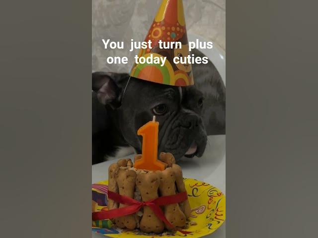 Video thumbnail for #today is gonna be a great#   #frenchbulldog #usashorts